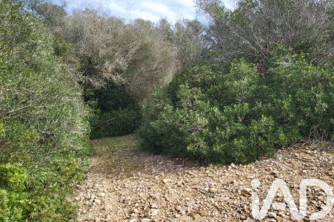 Zemes gabals pārdošanā Sant Joan, Mallorca, Spānijā 11259 m2 Nr. 185233 - attēls 8