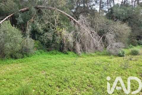 Zemes gabals pārdošanā Sant Joan, Mallorca, Spānijā 11259 m2 Nr. 185233 - attēls 21
