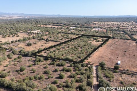Parcela en venta en Campos, Mallorca, España 4 dormitorios, 14703 m2 No. 147010 - foto 10