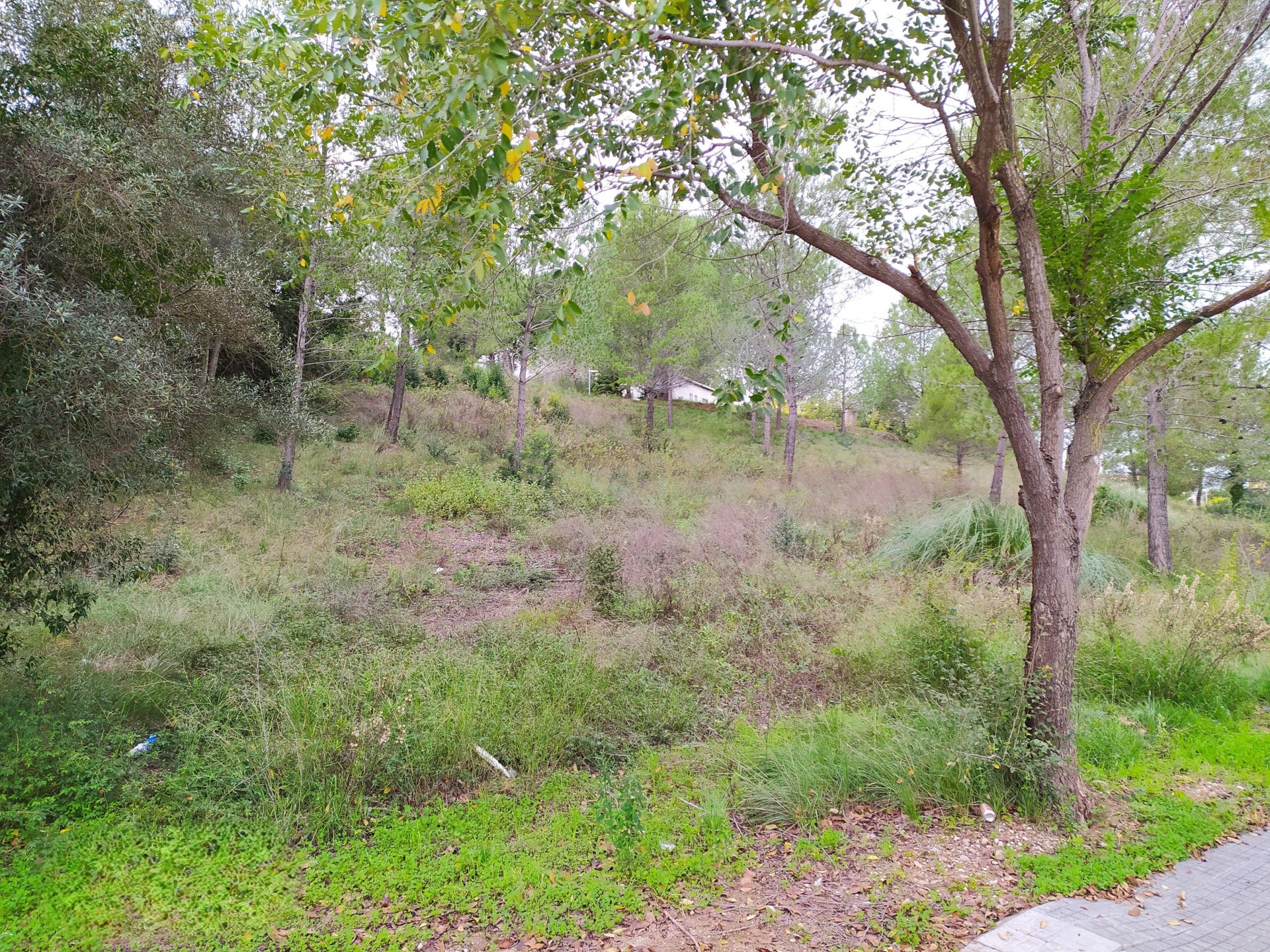 Land plot à Sant Llorenc D'hortons, Barcelona, Espagne No. 186444
