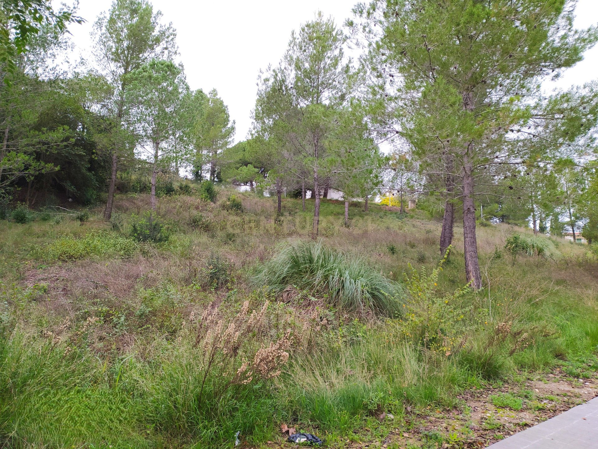 Land plot à Sant Llorenc D'hortons, Barcelona, Espagne No. 186444