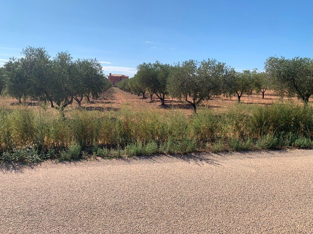 Villa a Pinoso, Alicante, Spagna 4 camere da letto, 210 mq. N° 114364