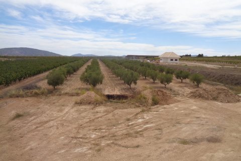 Villa pārdošanā Pinoso, Alicante, Spānijā 4 istabas, 210 m2 Nr. 114364 - attēls 13