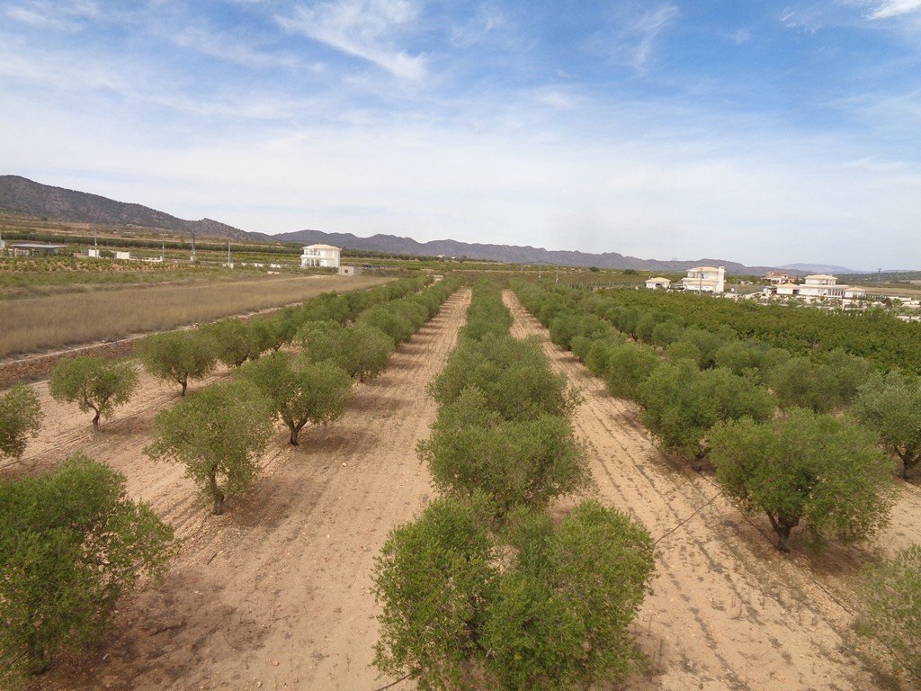 Villa a Pinoso, Alicante, Spagna 4 camere da letto, 210 mq. N° 114364