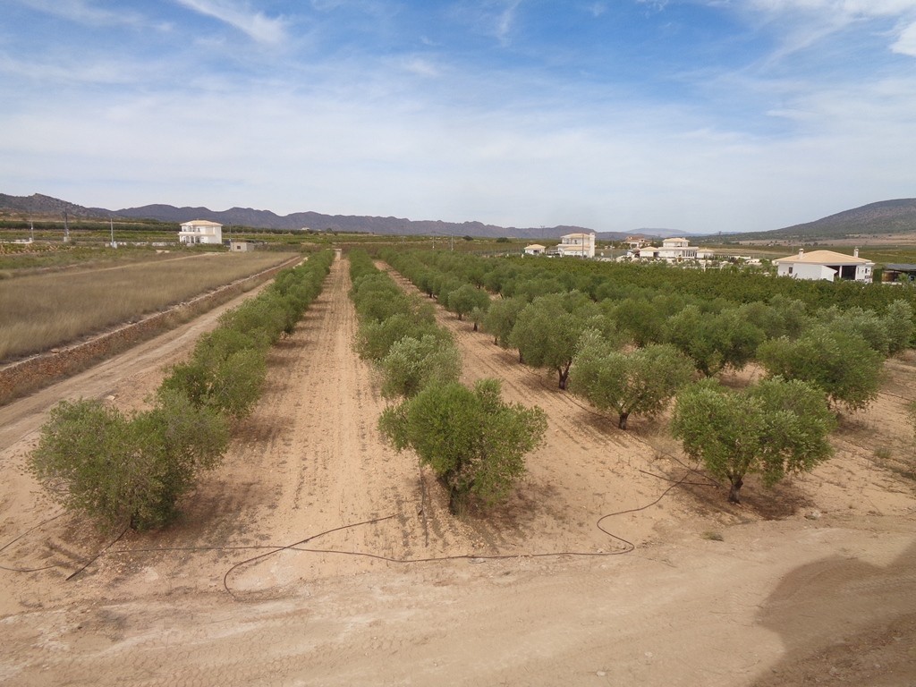 Villa a Pinoso, Alicante, Spagna 4 camere da letto, 210 mq. N° 114364