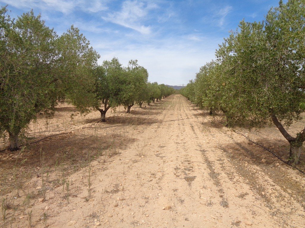 Villa a Pinoso, Alicante, Spagna 4 camere da letto, 210 mq. N° 114364