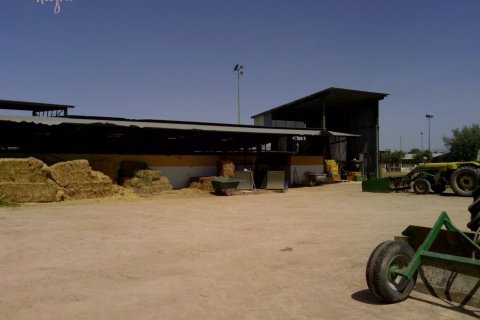 Commercial property for sale in Elche, Alicante, Spain 3 bedrooms, 705 sq.m. No. 164990 - photo 5