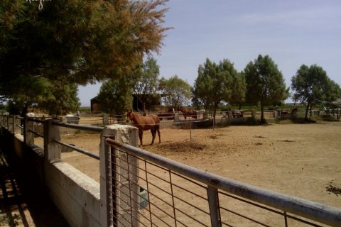 Commercial property for sale in Elche, Alicante, Spain 3 bedrooms, 705 sq.m. No. 164990 - photo 13