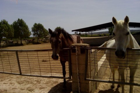 Commercial property for sale in Elche, Alicante, Spain 3 bedrooms, 705 sq.m. No. 164990 - photo 2