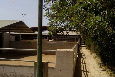 Commercial property for sale in Elche, Alicante, Spain 3 bedrooms, 705 sq.m. No. 164990 - photo 26