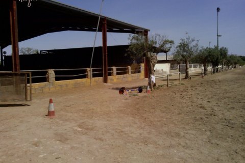 Commercial property for sale in Elche, Alicante, Spain 3 bedrooms, 705 sq.m. No. 164990 - photo 7