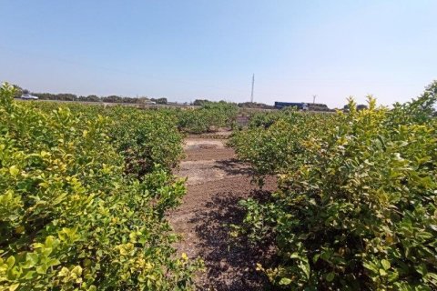 Finca till salu i San Miguel de Salinas, Alicante, Spanien 6 sovrum, 300 kvm. Nr. 145558 - foto 13