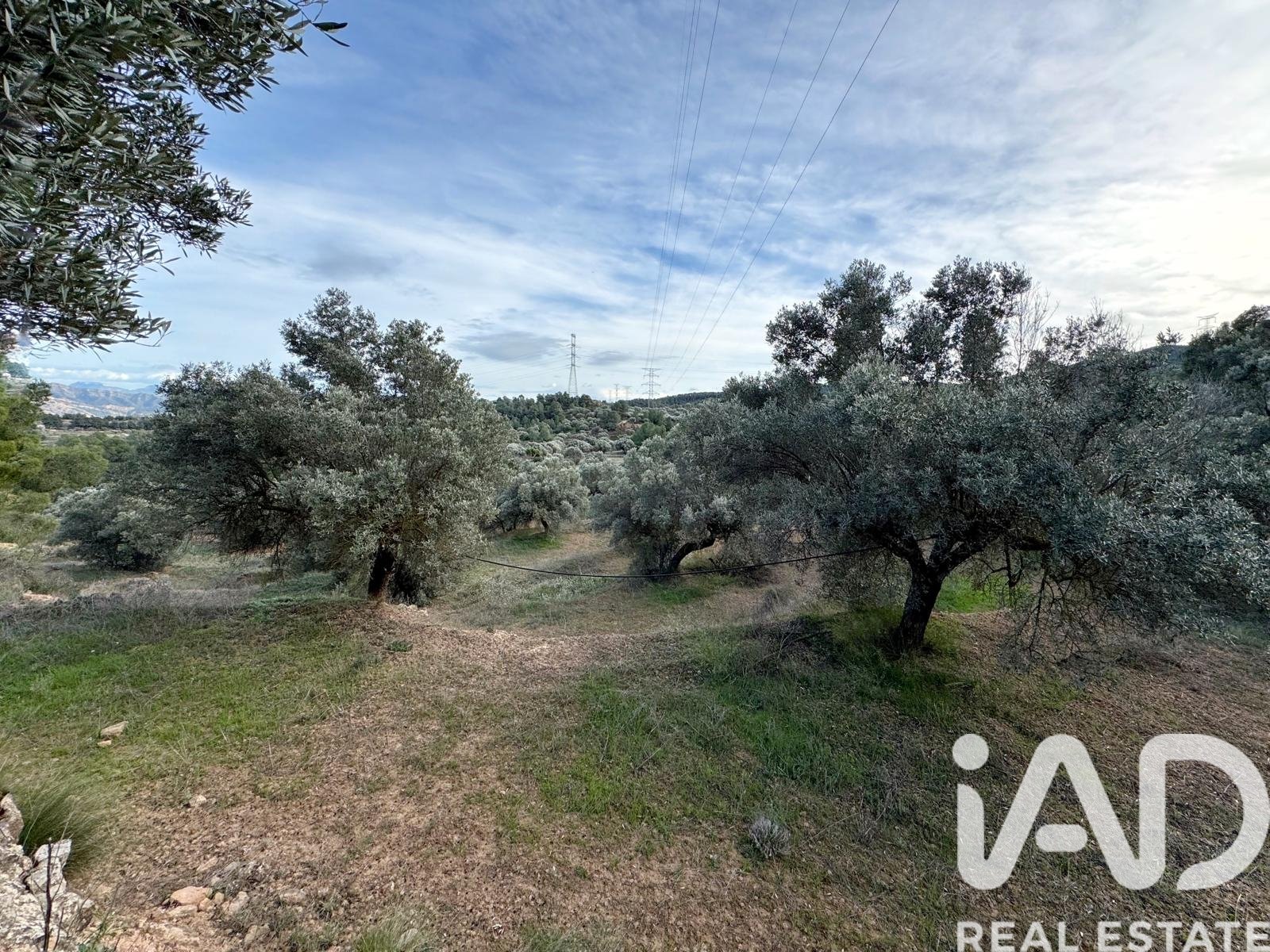 Land plot in Asco, Tarragona, Spain 27876 sq.m. No. 185042