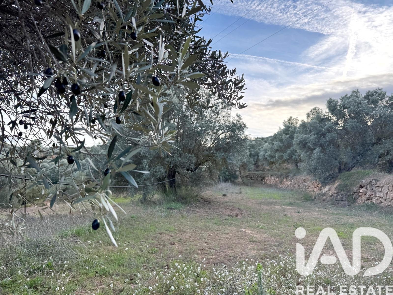 Land plot in Asco, Tarragona, Spain 27876 sq.m. No. 185042