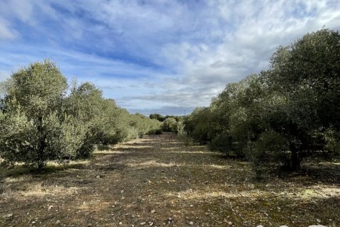 Terreno in vendita a L'Arboc, Tarragona, Spagna 26000 mq. N° 152345 - foto 8