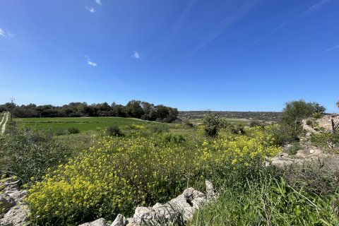 Tontti myytävänä Manacor, Mallorca, Espanja , 15243 m2 No. 64855 - kuva 4