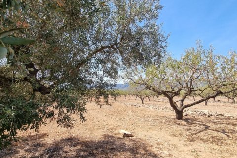 Tomt till salu i Tivissa, Tarragona, Spanien 38972 kvm. Nr. 194337 - foto 21