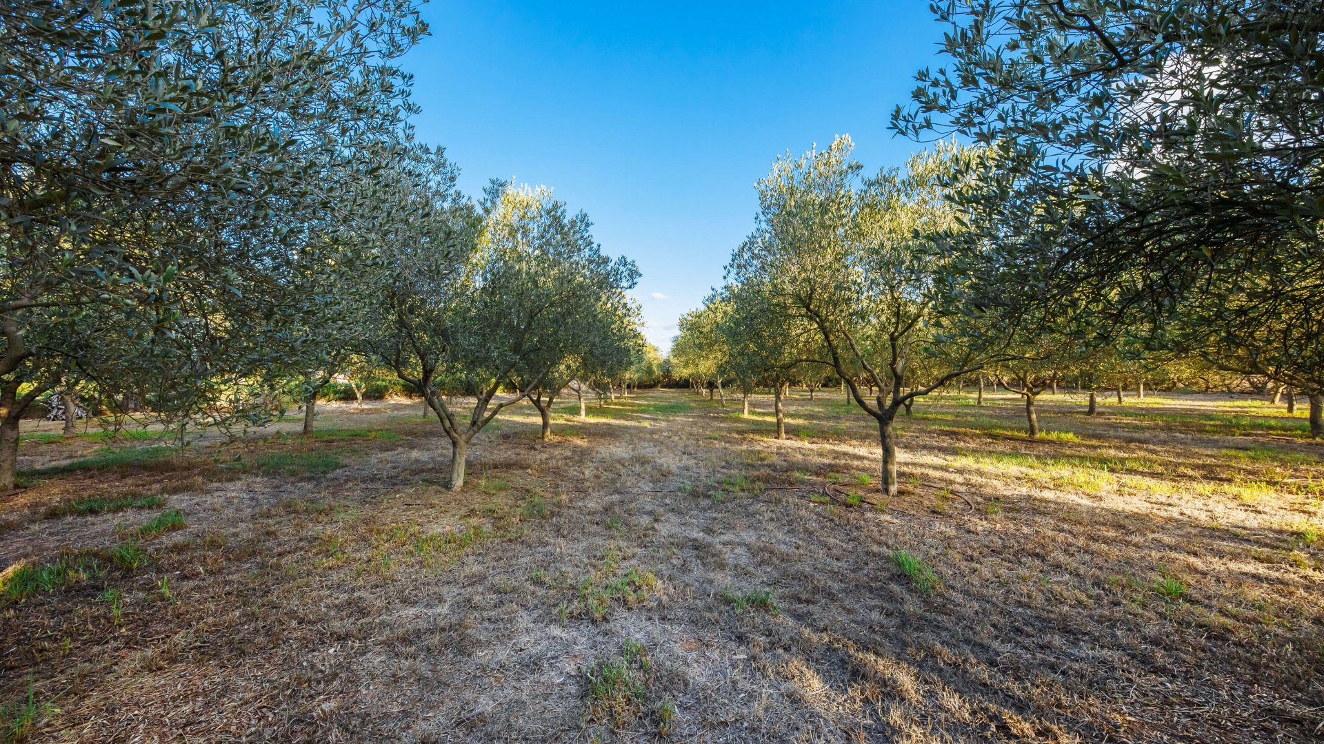 Finca in Campos, Mallorca, Spanien 5 Schlafzimmer, 265 m2 Nr. 137529