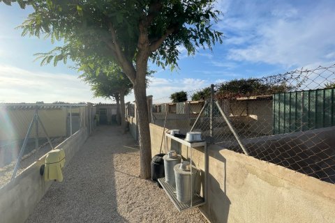 Finka w Elche, Alicante, Hiszpania 1 sypialnia, 120 mkw. nr 147352 – zdjęcie 23