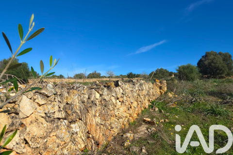 Zemes gabals pārdošanā Santa Margalida, Mallorca, Spānijā 14125 m2 Nr. 152763 - attēls 23