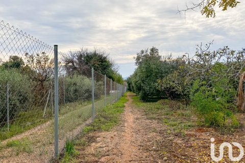 Продажа земельного участка в Риудомс, Таррагона, Испания 11656м2 №153422 - фото 13