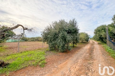 Продажа земельного участка в Риудомс, Таррагона, Испания 11656м2 №153422 - фото 11