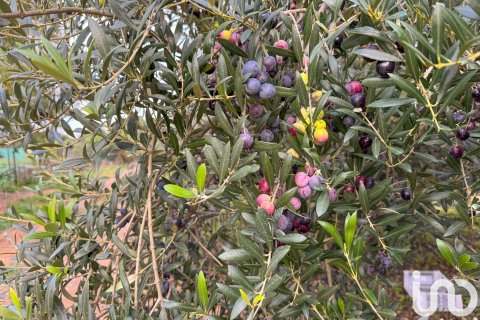 Продажа земельного участка в Риудомс, Таррагона, Испания 11656м2 №153422 - фото 12