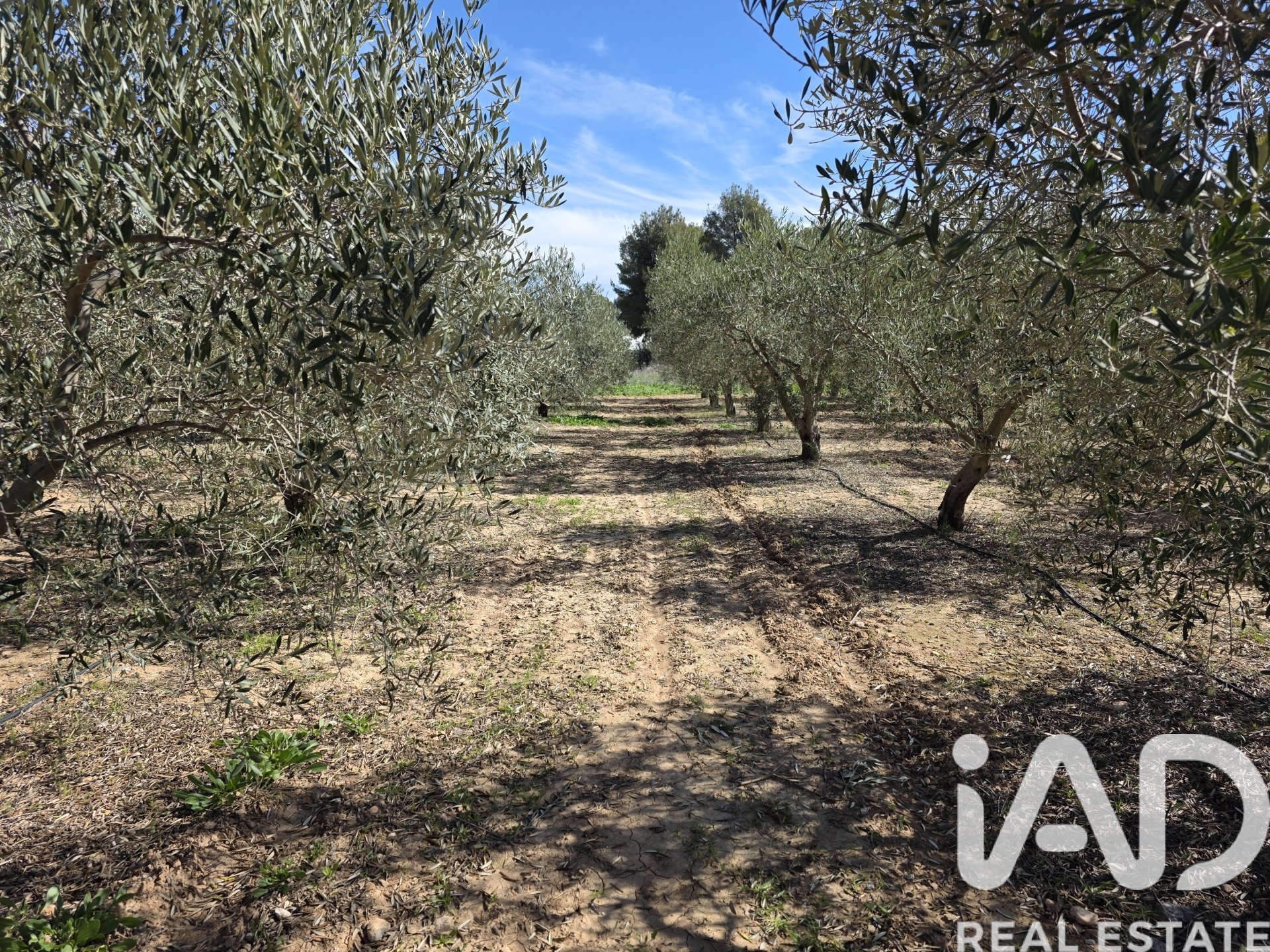 Land plot à Calasparra, Murcia, Espagne 8400 m2 No. 185060