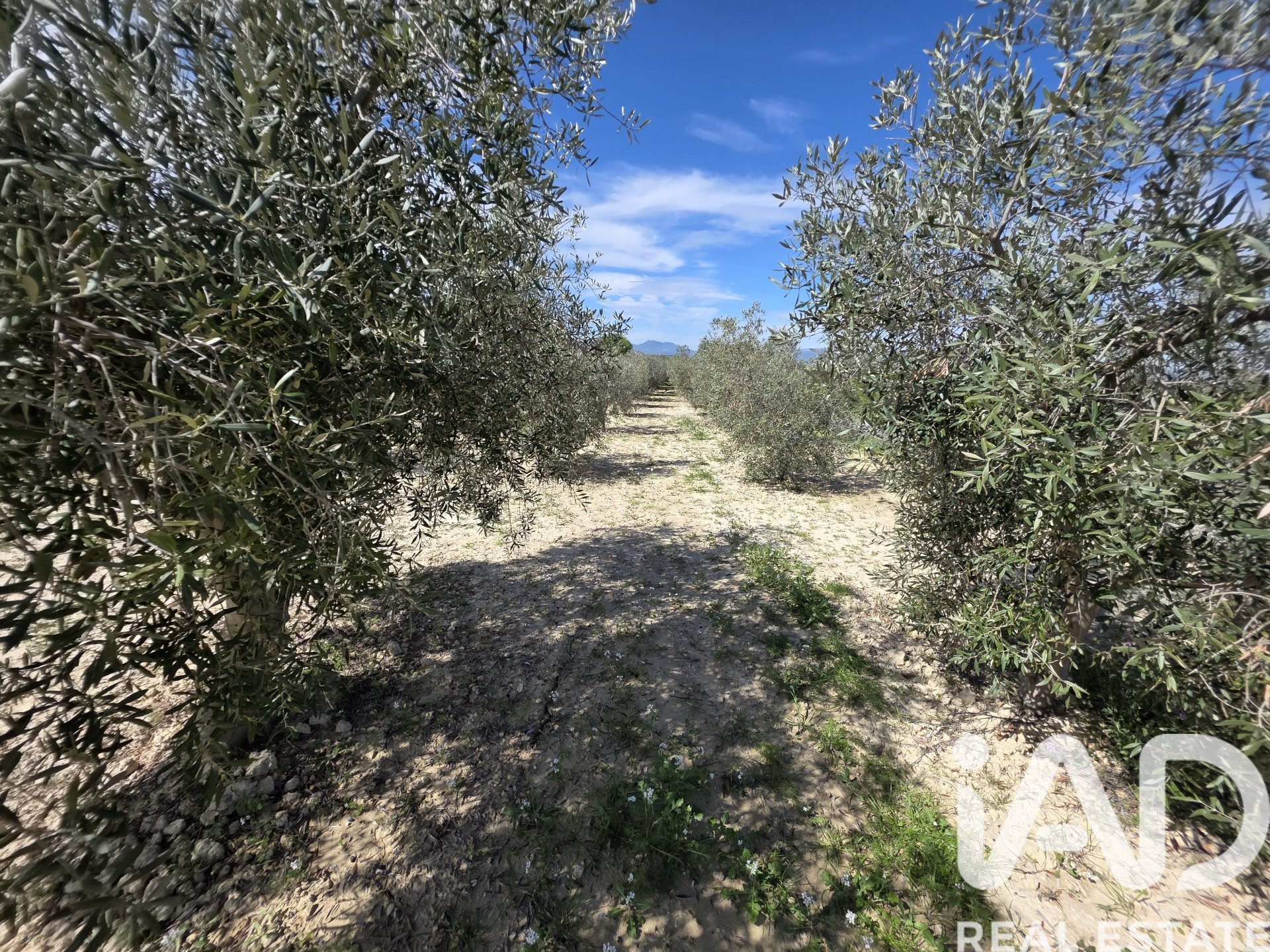Parcela en Calasparra, Murcia, España 5779 m2 No. 185058