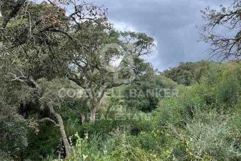 Land zum Verkauf in Sotogrande, Cadiz, Spanien 2100 m2 Nr. 159588 - Foto 11