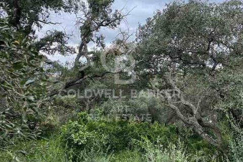 Land zum Verkauf in Sotogrande, Cadiz, Spanien 2100 m2 Nr. 159588 - Foto 9