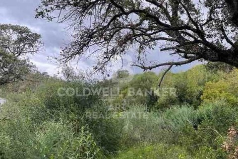 Land zum Verkauf in Sotogrande, Cadiz, Spanien 2100 m2 Nr. 159588 - Foto 14