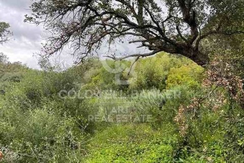 Land zum Verkauf in Sotogrande, Cadiz, Spanien 2100 m2 Nr. 159588 - Foto 12