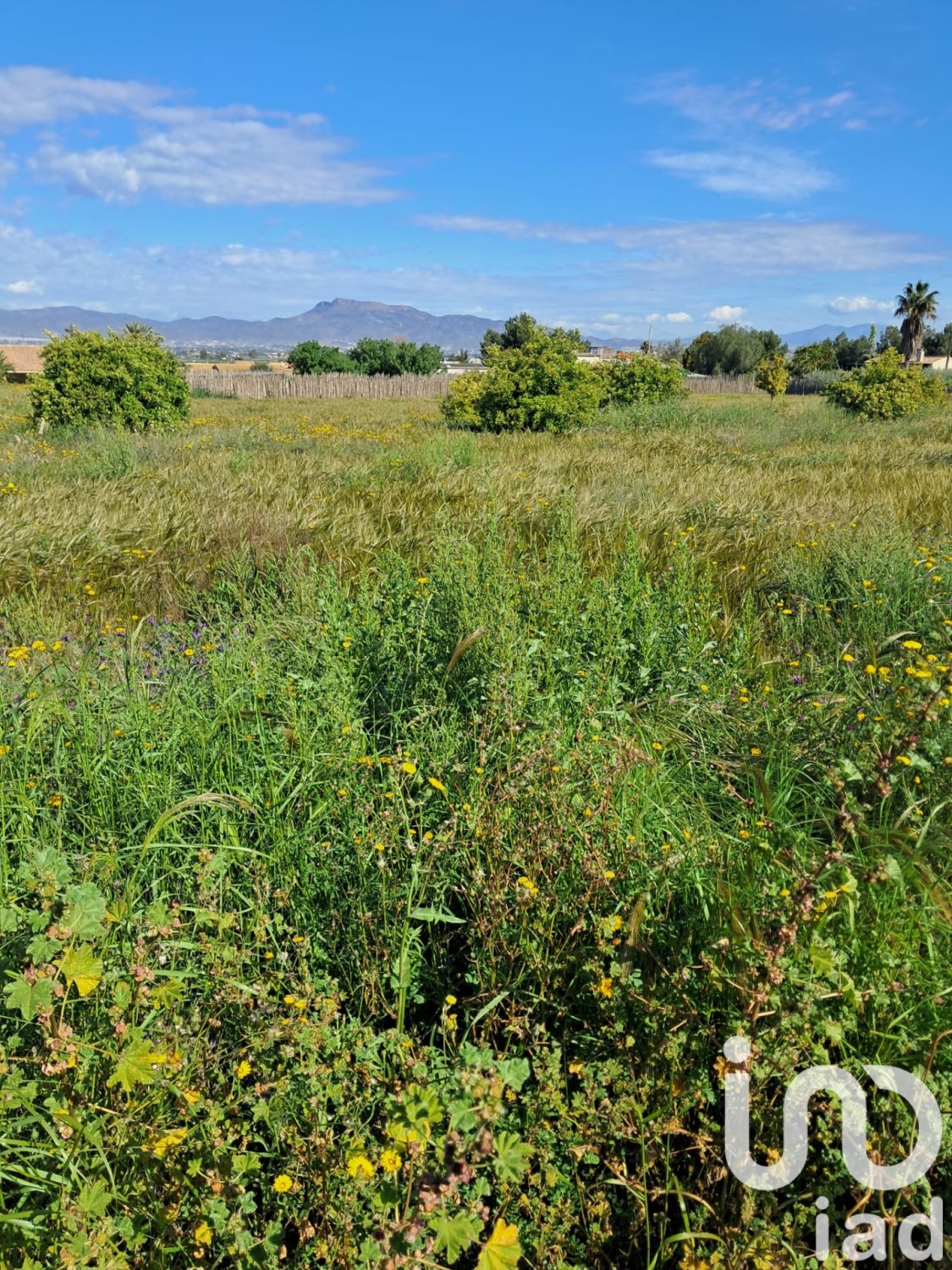 Parcela en Lorca, Murcia, España 3843 m2 No. 185881