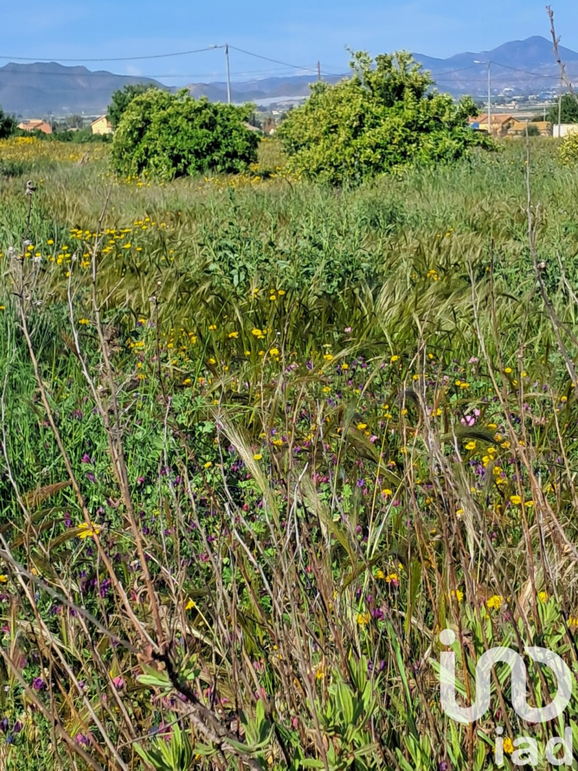 Parcela en Lorca, Murcia, España 3843 m2 No. 185881