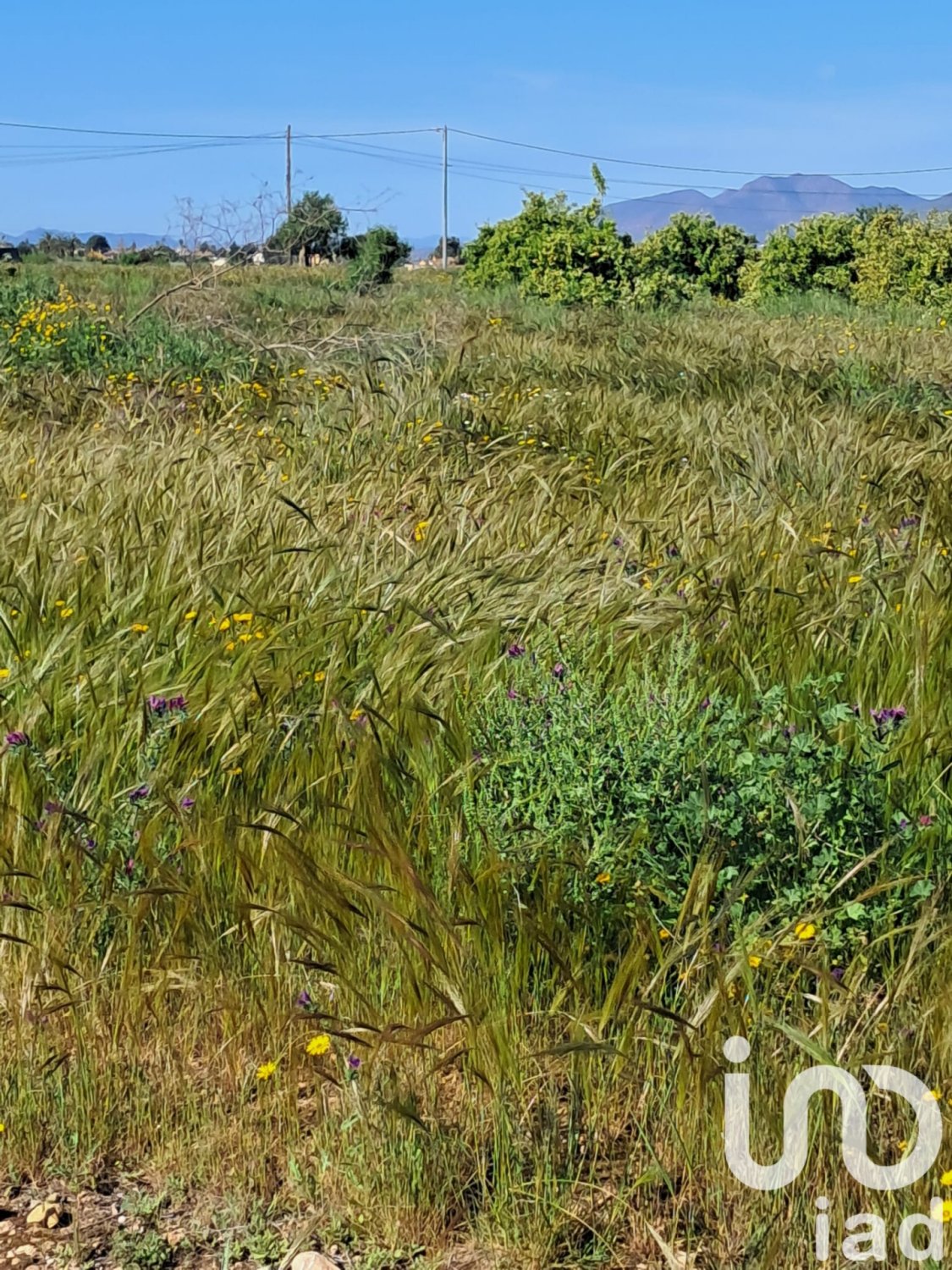 Parcela en Lorca, Murcia, España 3843 m2 No. 185881