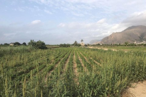 Casa in vendita a Alicante, Spagna 2700 mq. N° 183840 - foto 6