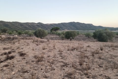 Land plot for sale in Salinas, Alicante, Spain 13753 sq.m. No. 185664 - photo 5