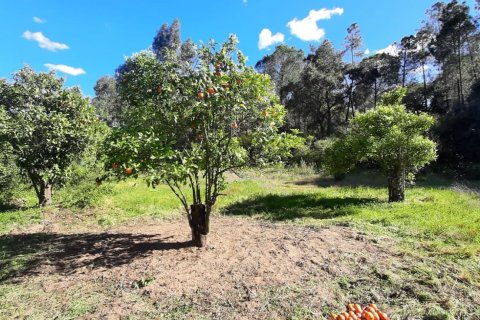 Terreno in vendita a Villablanca, Huelva, Spagna 24682 mq. N° 185568 - foto 9