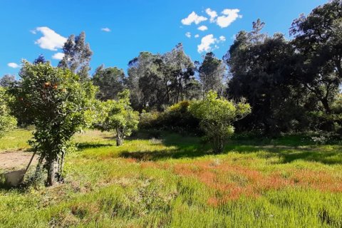 Tontti Villablanca, Huelva, Espanja 24682 m2 No. 185568