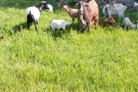 Продажа земельного участка в Сан-Климент-де-Льобрегат, Барселона, Испания 6120м2 №154026 - фото 2