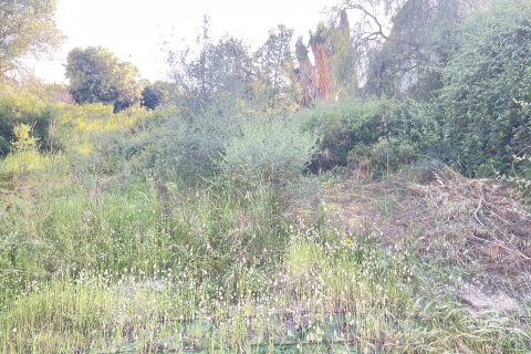 Tontti myytävänä Palma de Majorca, Mallorca, Espanja , 751 m2 No. 167508 - kuva 3