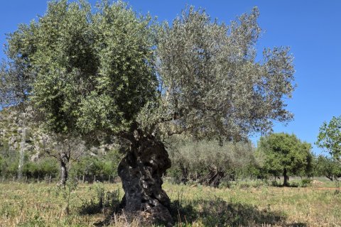 Dom w Pollenca, Mallorca, Hiszpania 4 sypialnie, 199 mkw. nr 153517 – zdjęcie 28