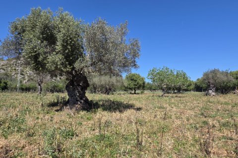 Dom w Pollenca, Mallorca, Hiszpania 4 sypialnie, 199 mkw. nr 153517 – zdjęcie 27