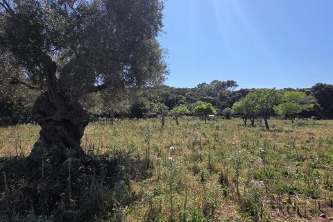 Dom w Pollenca, Mallorca, Hiszpania 4 sypialnie, 199 mkw. nr 153517 – zdjęcie 29