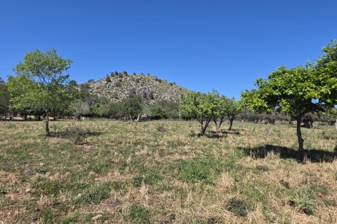 Dom w Pollenca, Mallorca, Hiszpania 4 sypialnie, 199 mkw. nr 153517 – zdjęcie 26