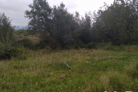 Land plot à vendre à Tivenys, Tarragona, Espagne, 2488 m2 No. 185392 - photo 10