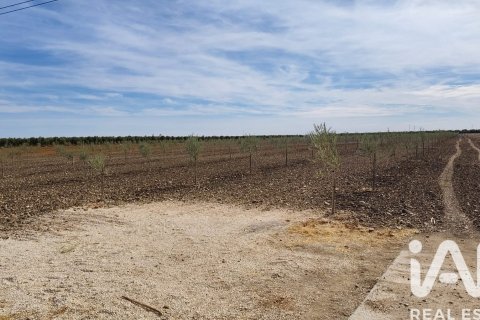 Продажа коммерческой недвижимости в Экия, Севилья, Испания №152771 - фото 4