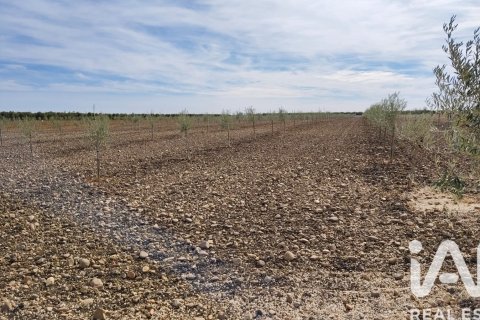 Продажа коммерческой недвижимости в Экия, Севилья, Испания №152771 - фото 5