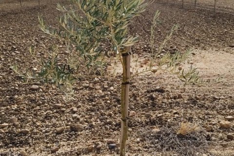 Продажа коммерческой недвижимости в Экия, Севилья, Испания №152771 - фото 2